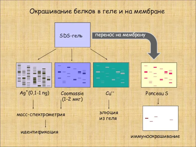 Окрашивание белков в геле и на мембране SDS-гель перенос на