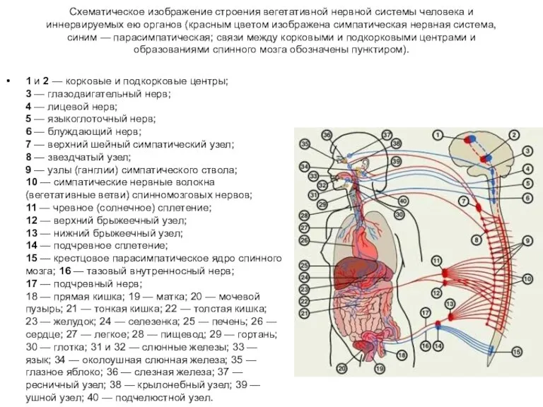 Схематическое изображение строения вегетативной нервной системы человека и иннервируемых ею органов (красным цветом
