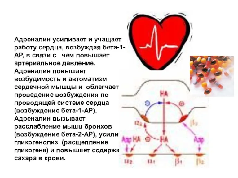Адреналин усиливает и учащает работу сердца, возбуждая бета-1-АР, в связи с чем повышает
