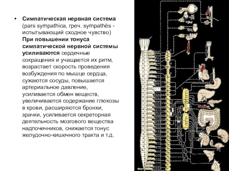 Симпатическая нервная система (pars sympathica, греч. sympathēs - испытывающий сходное чувство) При повышении