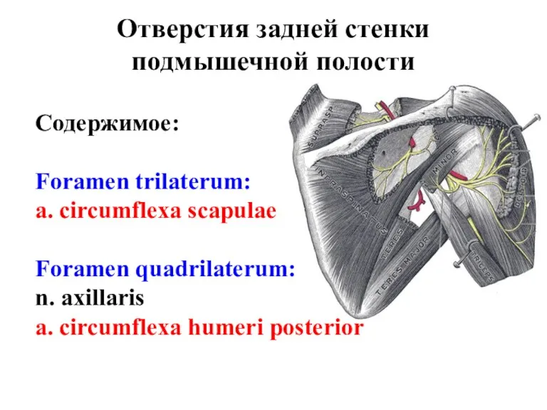 Отверстия задней стенки подмышечной полости Содержимое: Foramen trilaterum: a. circumflexa