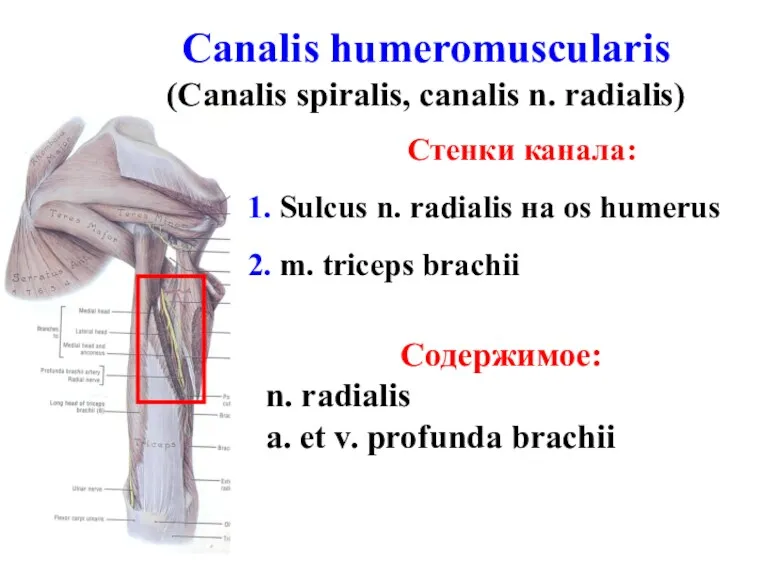 Canalis humeromuscularis (Canalis spiralis, canalis n. radialis) Стенки канала: 1.