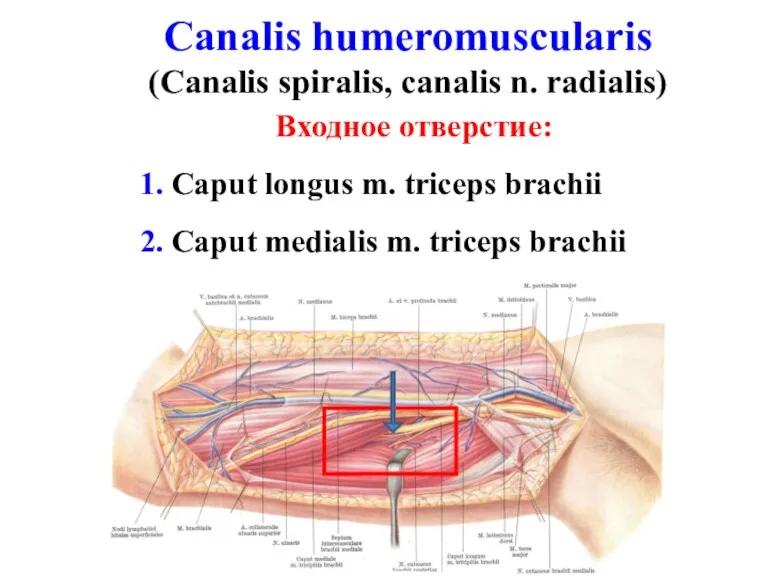 Canalis humeromuscularis (Canalis spiralis, canalis n. radialis) Входное отверстие: 1.