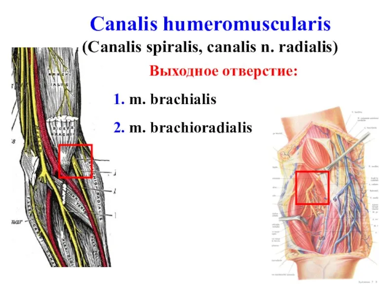 Выходное отверстие: 1. m. brachialis 2. m. brachioradialis Canalis humeromuscularis (Canalis spiralis, canalis n. radialis)