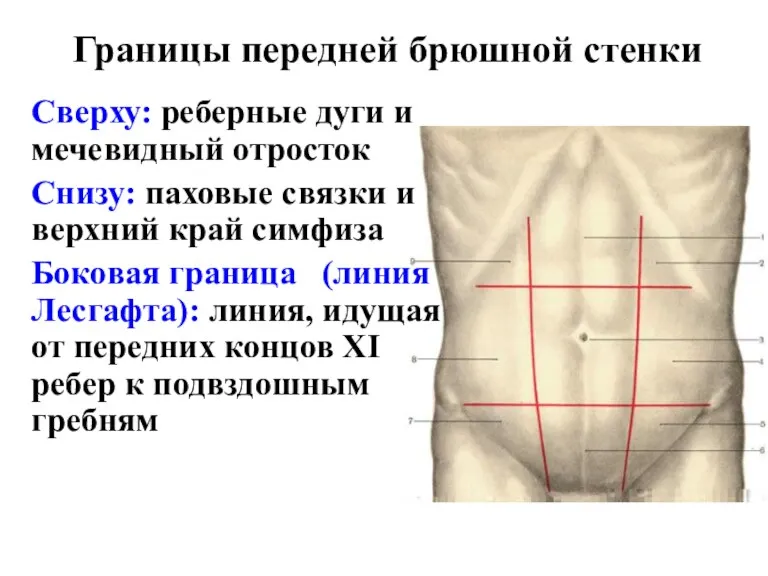 Границы передней брюшной стенки Сверху: реберные дуги и мечевидный отросток