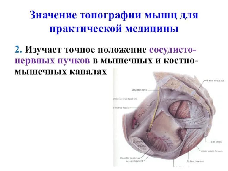 Значение топографии мышц для практической медицины 2. Изучает точное положение