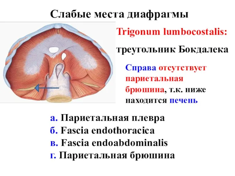 Слабые места диафрагмы Trigonum lumbocostalis: треугольник Бокдалека а. Париетальная плевра