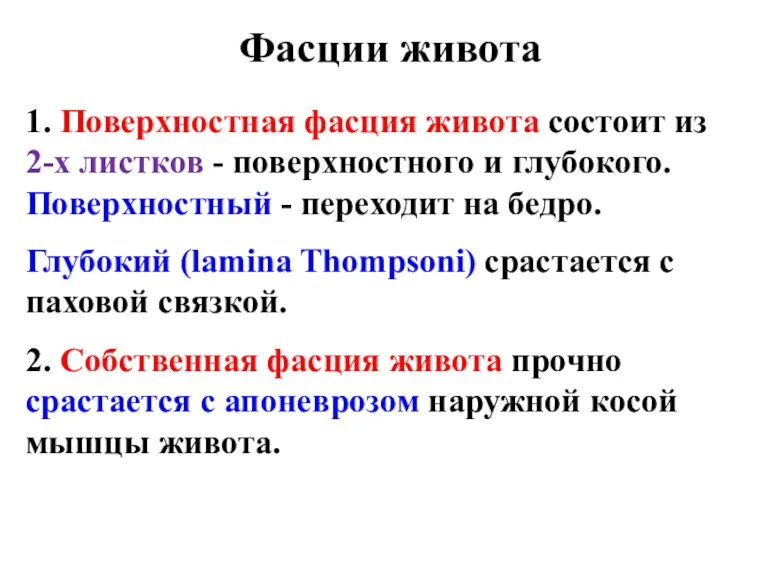 Фасции живота 1. Поверхностная фасция живота состоит из 2-х листков