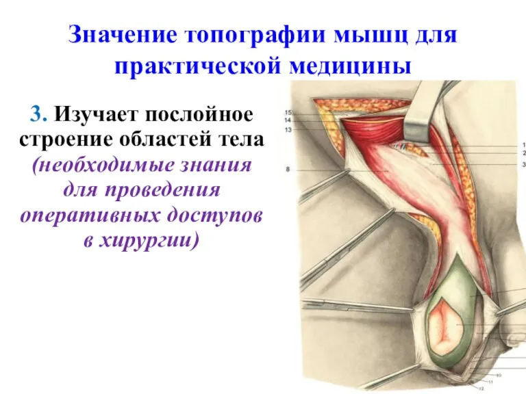 Значение топографии мышц для практической медицины 3. Изучает послойное строение