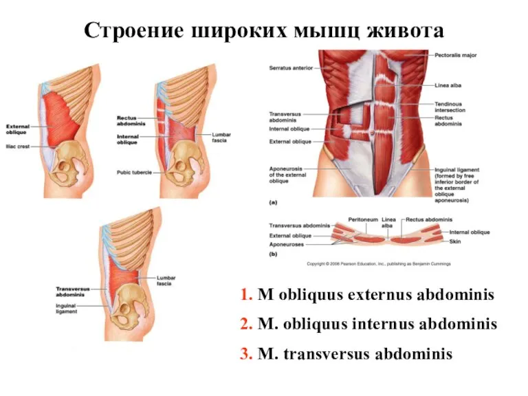 Строение широких мышц живота 1. M obliquus externus abdominis 2.