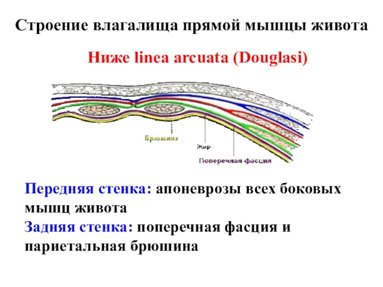 Строение влагалища прямой мышцы живота Ниже linea arcuata (Douglasi) Передняя