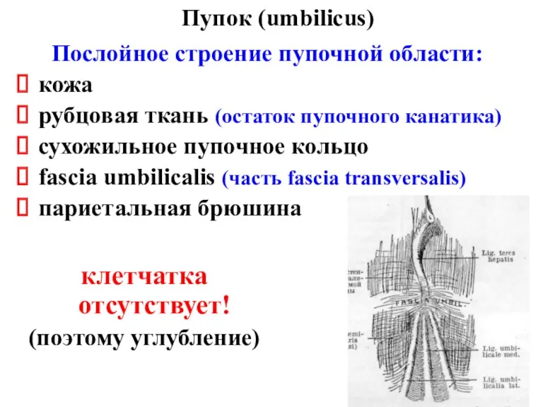 Пупок (umbilicus) Послойное строение пупочной области: кожа рубцовая ткань (остаток