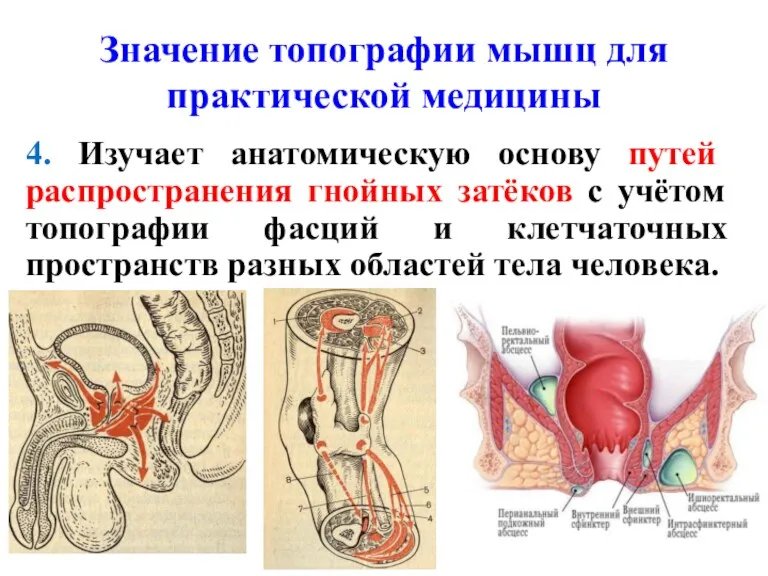 Значение топографии мышц для практической медицины 4. Изучает анатомическую основу