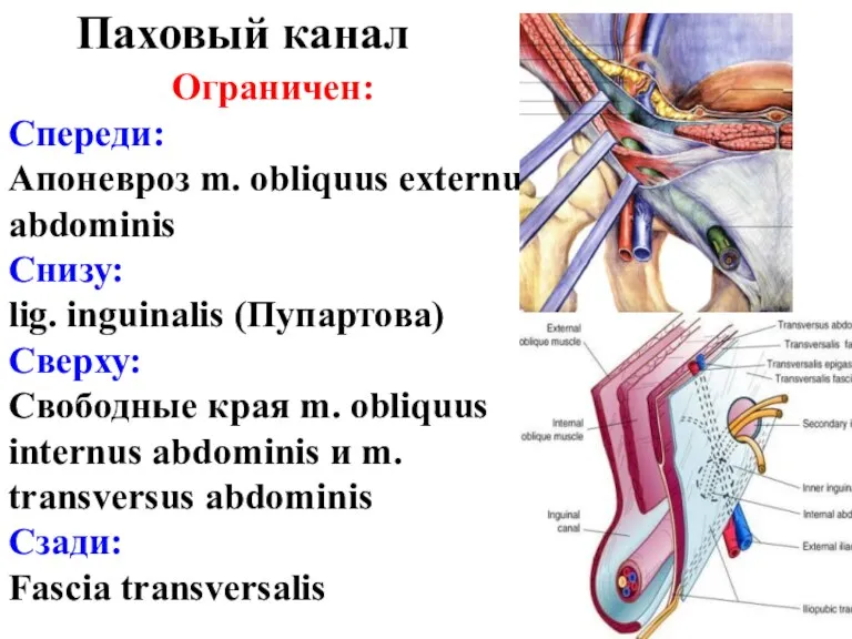 Паховый канал Ограничен: Спереди: Апоневроз m. obliquus externus abdominis Снизу: