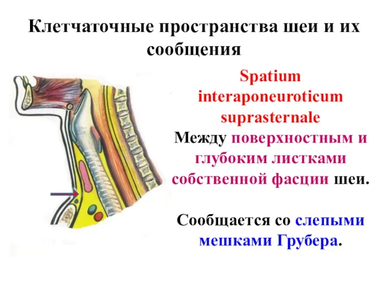 Клетчаточные пространства шеи и их сообщения Spatium interaponeuroticum suprasternale Между
