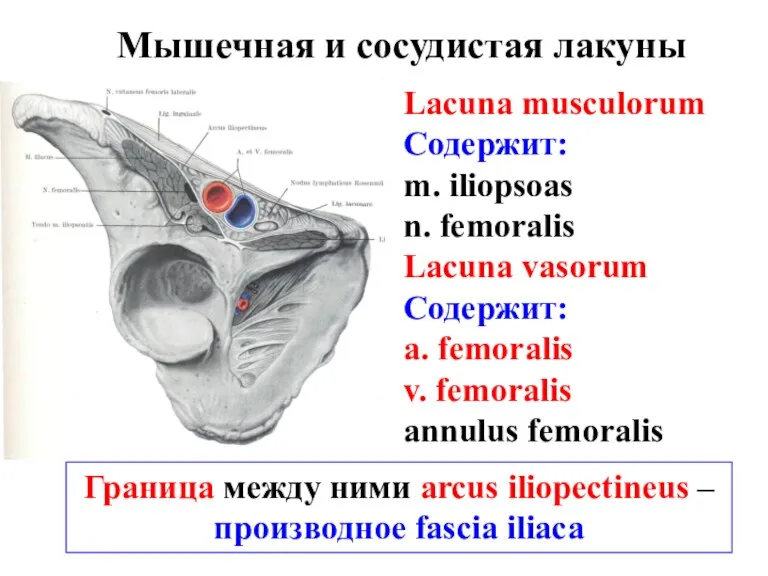 Мышечная и сосудистая лакуны Lacuna musculorum Содержит: m. iliopsoas n.