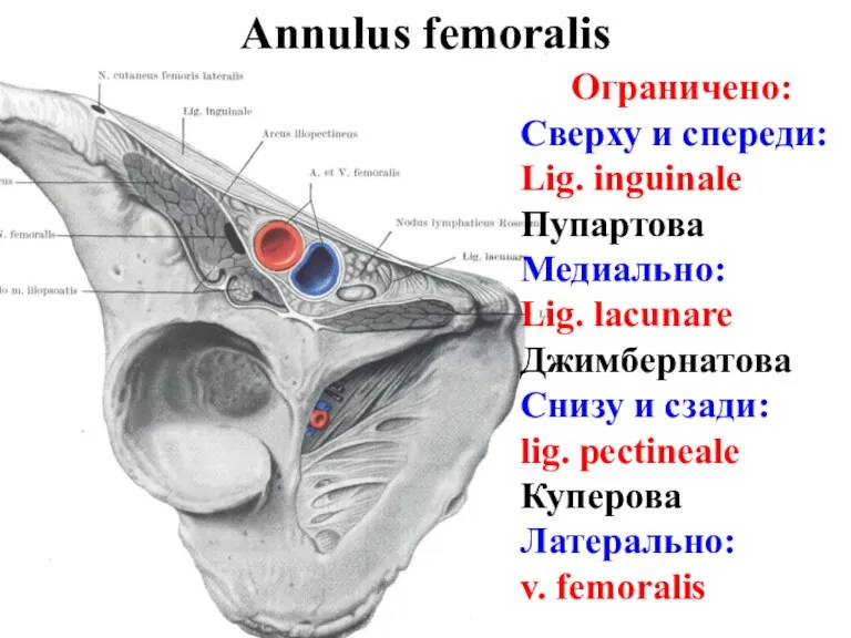Annulus femoralis Ограничено: Сверху и спереди: Lig. inguinale Пупартова Медиально: