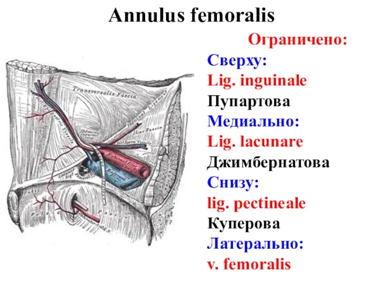 Annulus femoralis Ограничено: Сверху: Lig. inguinale Пупартова Медиально: Lig. lacunare