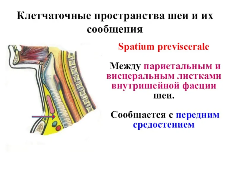 Клетчаточные пространства шеи и их сообщения Spatium previscerale Между париетальным