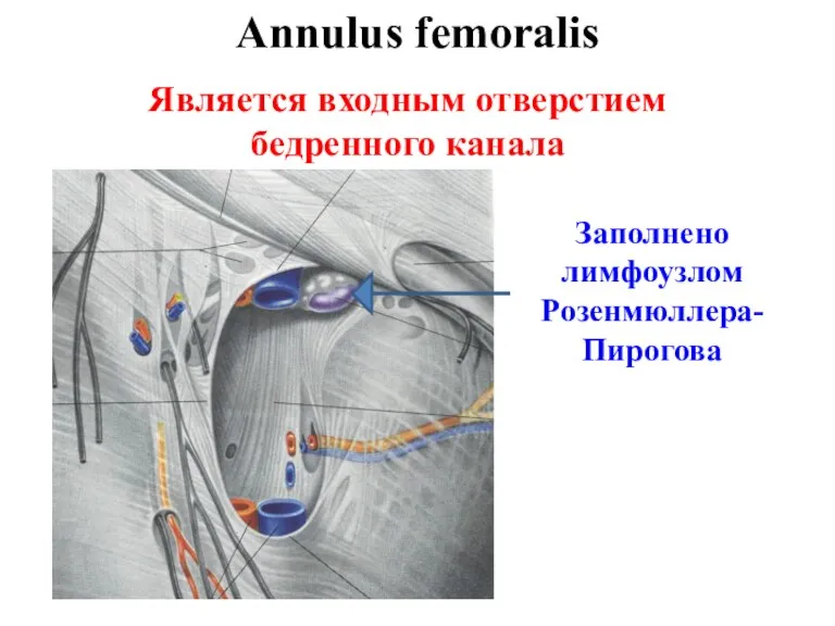 Annulus femoralis Заполнено лимфоузлом Розенмюллера-Пирогова Является входным отверстием бедренного канала