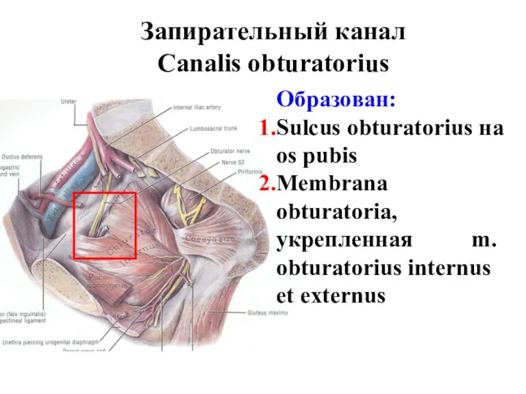 Запирательный канал Canalis obturatorius Образован: Sulcus obturatorius на os pubis