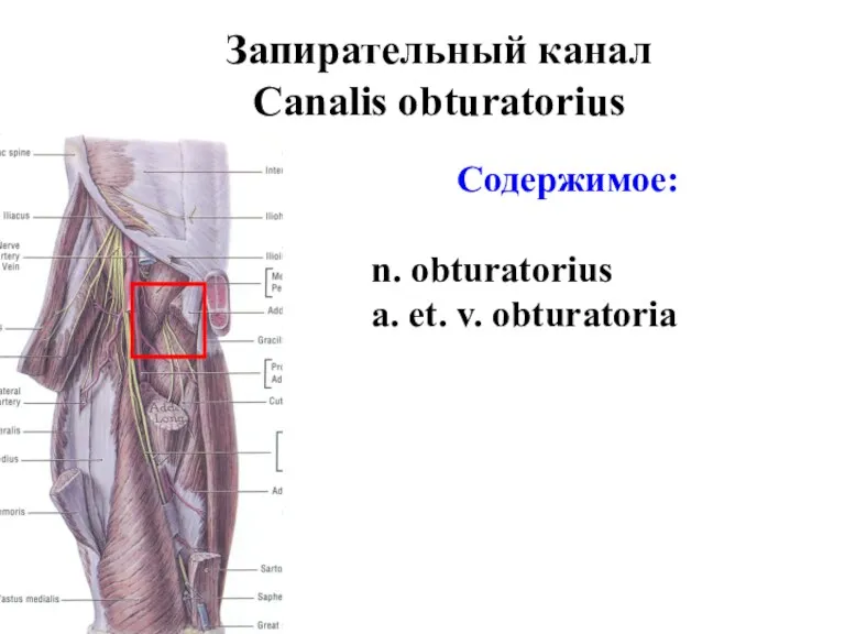 Запирательный канал Canalis obturatorius Содержимое: n. obturatorius a. et. v. obturatoria