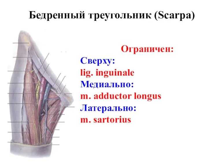 Бедренный треугольник (Scarpa) Ограничен: Сверху: lig. inguinale Медиально: m. adductor longus Латерально: m. sartorius