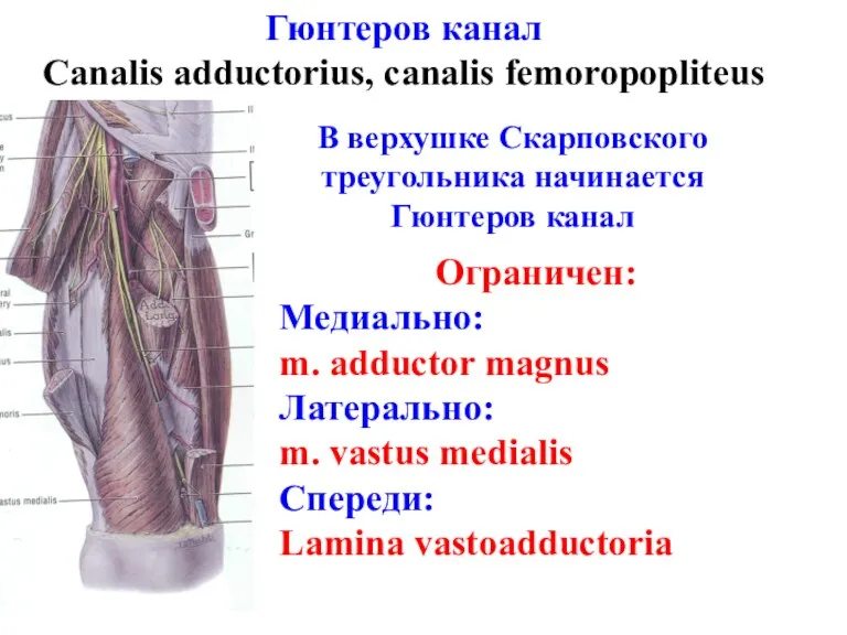 Ограничен: Медиально: m. adductor magnus Латерально: m. vastus medialis Спереди: