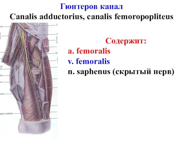 Содержит: a. femoralis v. femoralis n. saphenus (скрытый нерв) Гюнтеров канал Canalis adductorius, canalis femoropopliteus