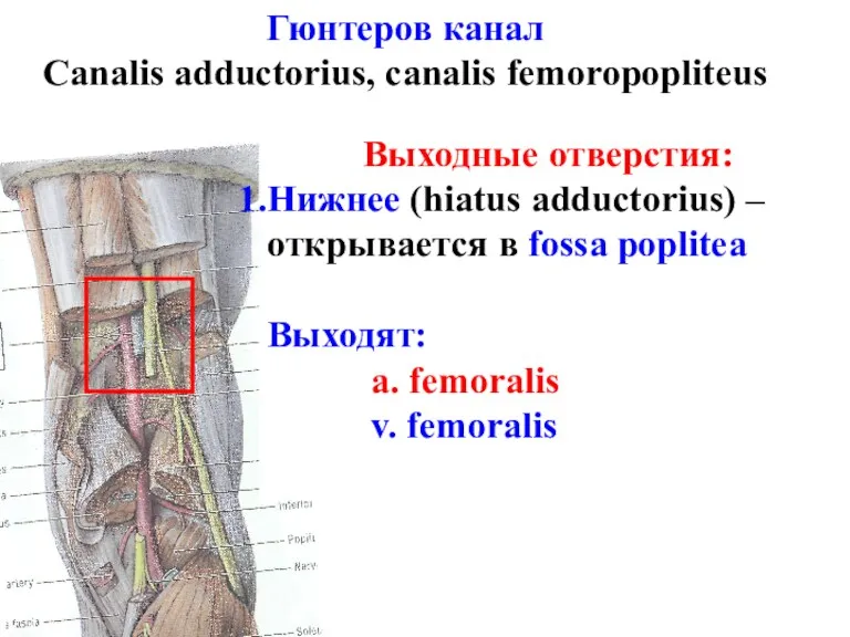 Гюнтеров канал Canalis adductorius, canalis femoropopliteus Выходные отверстия: Нижнее (hiatus