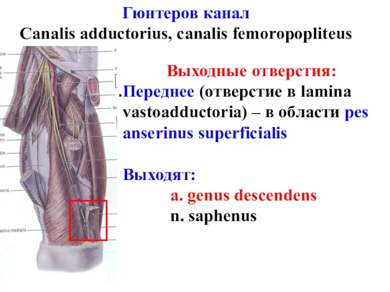 Выходные отверстия: Переднее (отверстие в lamina vastoadductoria) – в области