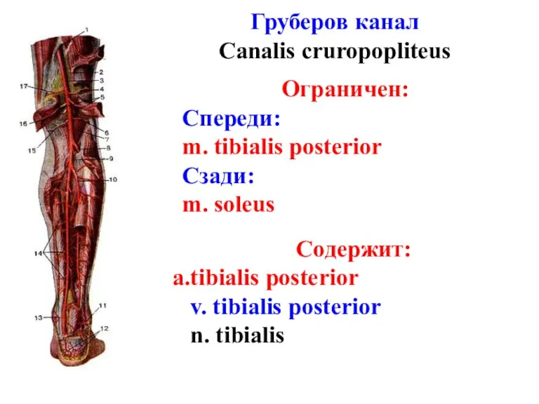 Груберов канал Canalis cruropopliteus Ограничен: Спереди: m. tibialis posterior Сзади: