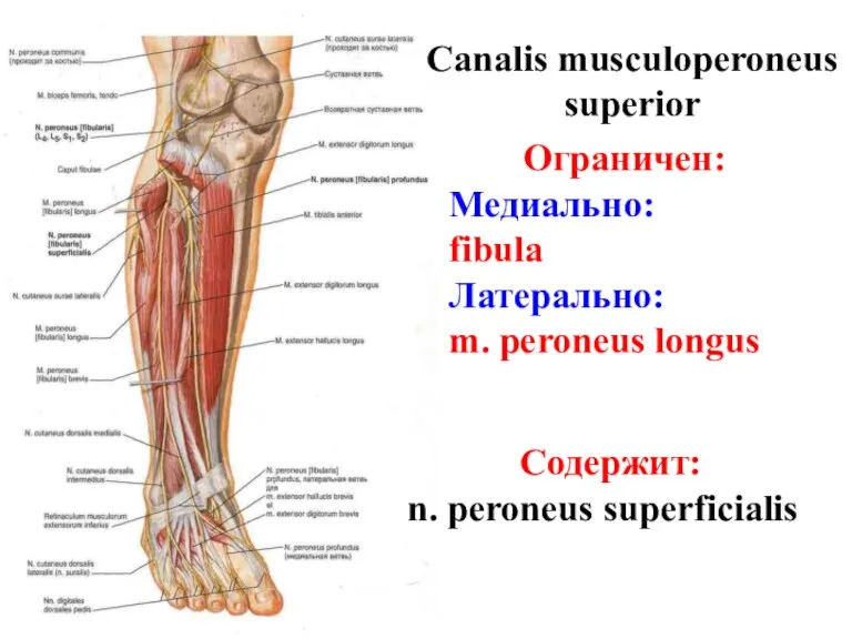 Canalis musculoperoneus superior Ограничен: Медиально: fibula Латерально: m. peroneus longus Содержит: n. peroneus superficialis