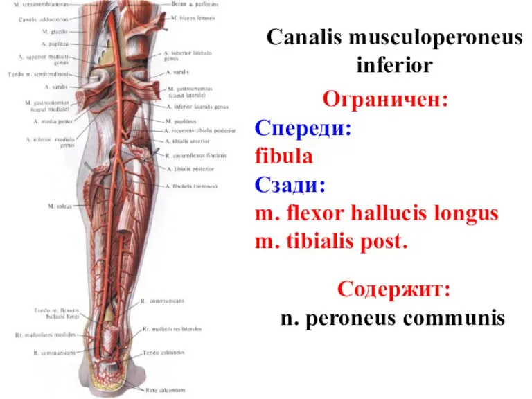 Canalis musculoperoneus inferior Ограничен: Спереди: fibula Сзади: m. flexor hallucis