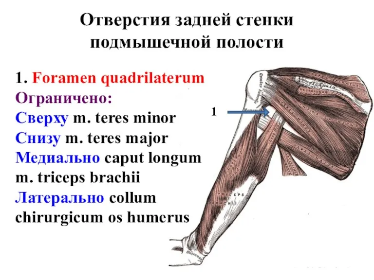 Отверстия задней стенки подмышечной полости 1. Foramen quadrilaterum Ограничено: Сверху