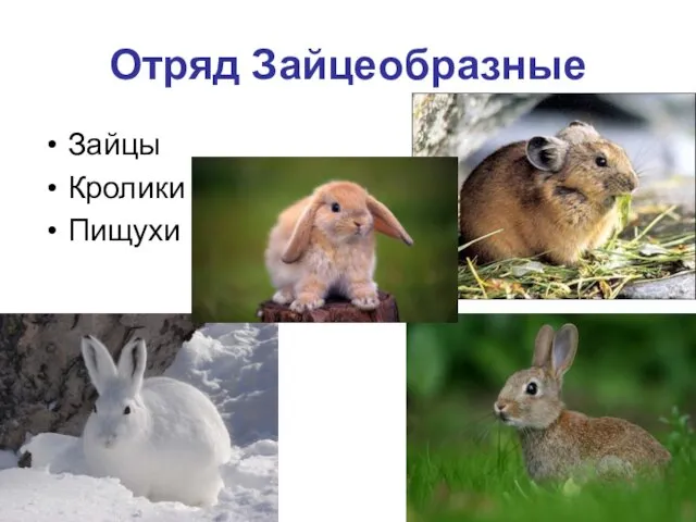 Отряд Зайцеобразные Зайцы Кролики Пищухи