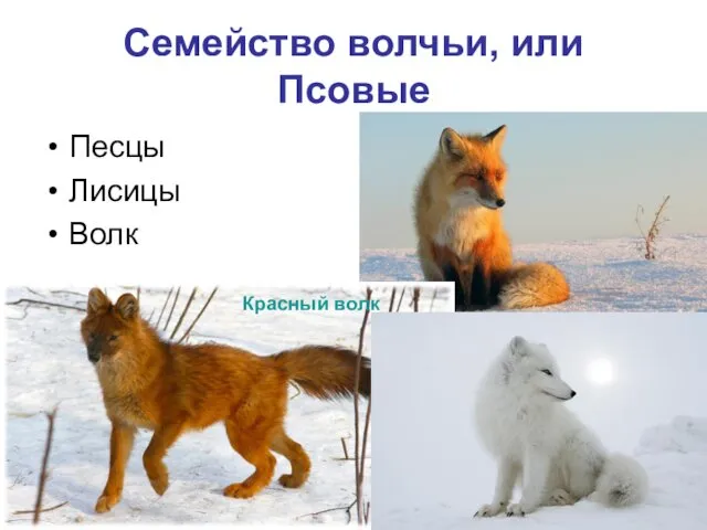 Семейство волчьи, или Псовые Песцы Лисицы Волк Красный волк