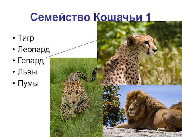 Семейство Кошачьи 1 Тигр Леопард Гепард Львы Пумы