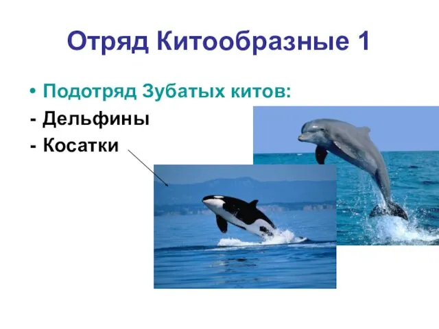 Отряд Китообразные 1 Подотряд Зубатых китов: Дельфины Косатки
