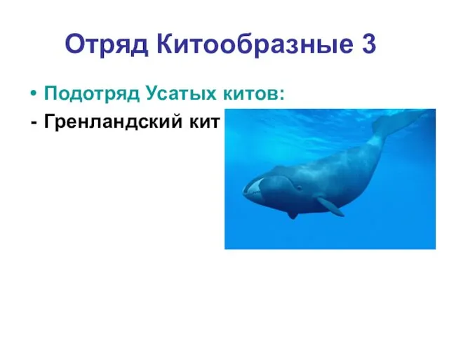 Отряд Китообразные 3 Подотряд Усатых китов: Гренландский кит