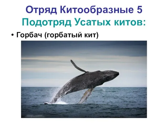 Отряд Китообразные 5 Подотряд Усатых китов: Горбач (горбатый кит)