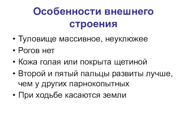 Особенности внешнего строения Туловище массивное, неуклюжее Рогов нет Кожа голая