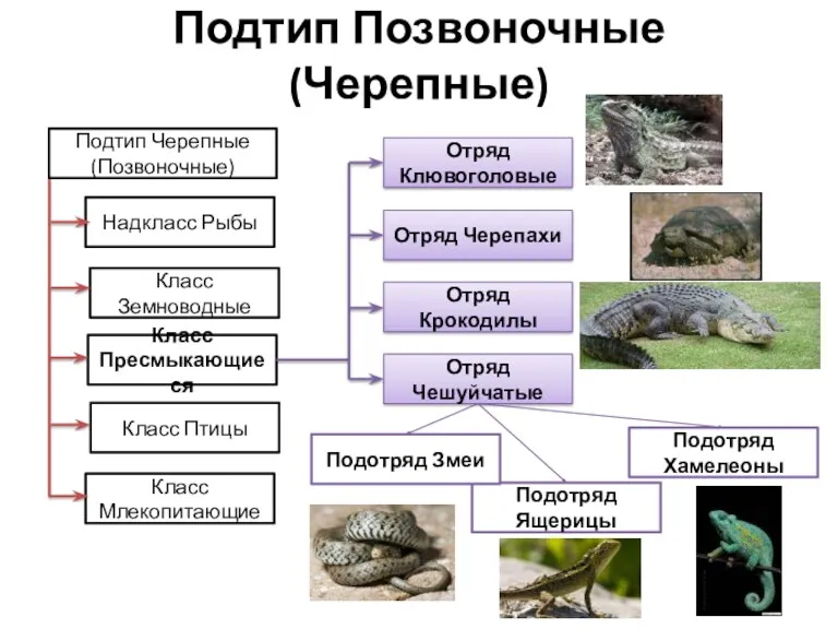 Подтип Позвоночные (Черепные) Подтип Черепные (Позвоночные) Надкласс Рыбы Класс Земноводные