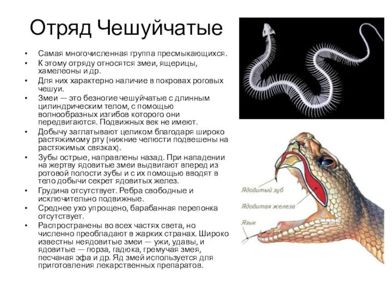 Отряд Чешуйчатые Самая многочисленная группа пресмыкающихся. К этому отряду относятся