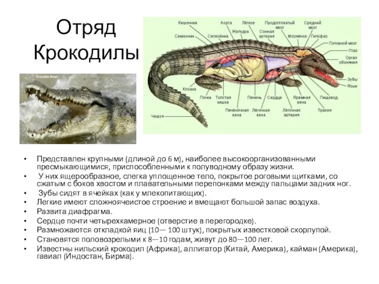 Отряд Крокодилы Представлен крупными (длиной до 6 м), наиболее высокоорганизованными