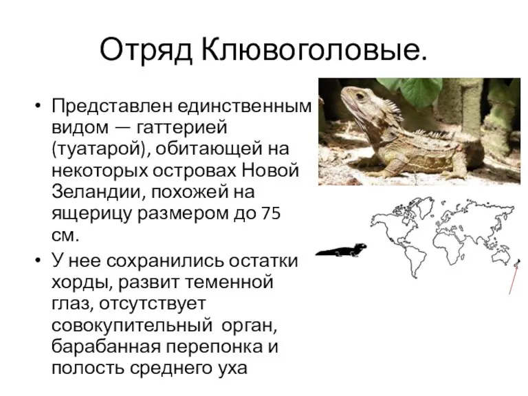 Отряд Клювоголовые. Представлен единственным видом — гаттерией (туатарой), обитающей на