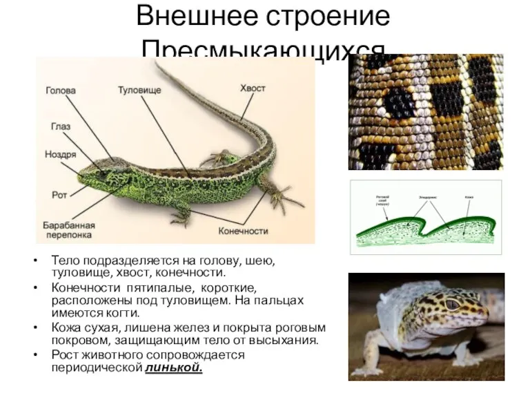 Внешнее строение Пресмыкающихся Тело подразделяется на голову, шею, туловище, хвост,