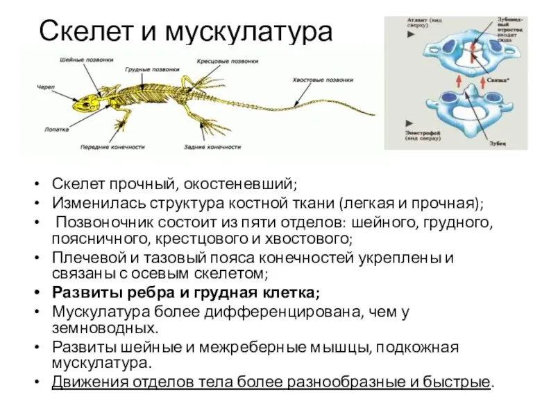 Скелет и мускулатура Скелет прочный, окостеневший; Изменилась структура костной ткани