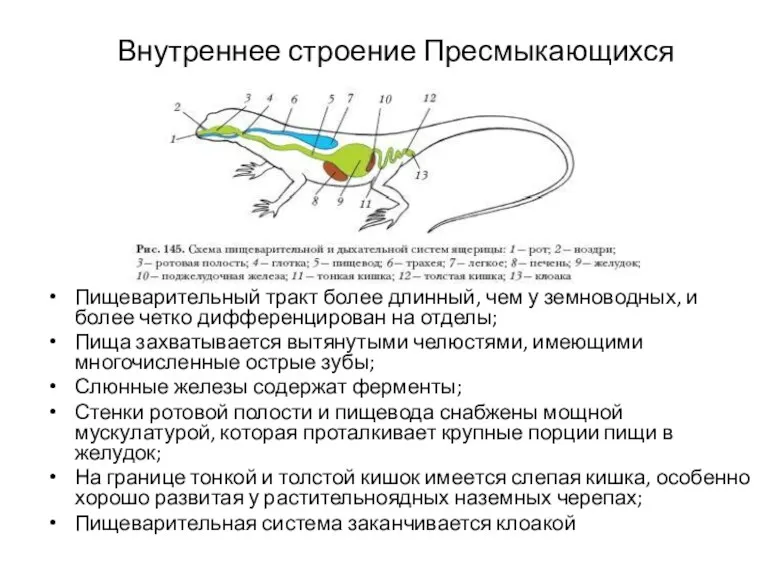 Внутреннее строение Пресмыкающихся Пищеварительный тракт более длинный, чем у земноводных,