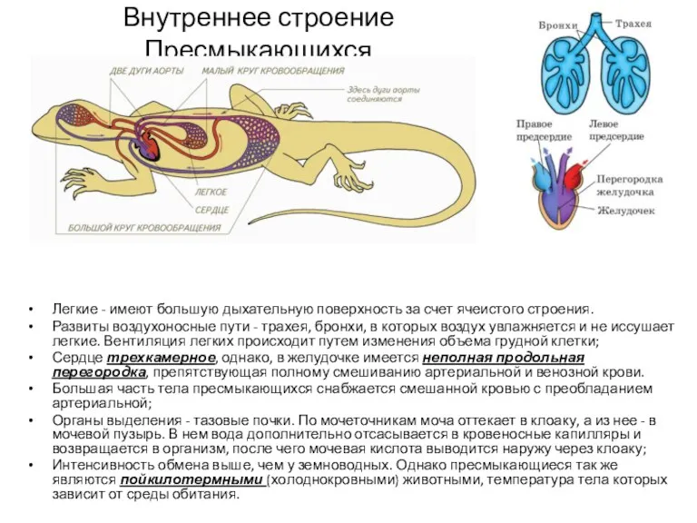 Внутреннее строение Пресмыкающихся Легкие - имеют большую дыхательную поверхность за